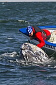 California gray whale (Eschrichtius robustus) and whale watcher on boat, San Ignacio Lagoon, Baja California Sur, Mexico, North America