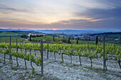 Vineyard at sunset above the village of Torrenieri, near San Quirico d'Orcia, Tuscany, Italy, Europe