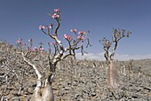Bottle-tree (Adenium obesum), endemic to island, known as desert rose, Diksam Plateau, central Socotra Island, Yemen, Middle East