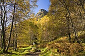 Autumn view along path to the summit of Ben A'an, near Aberfoyle, Loch Lomond and the Trossachs National Park, Stirling, Scotland, United Kingdom, Europe