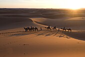 Dromedaries taking tourists on a sunset ride, Merzouga, Morocco, Sahara Desert, North Africa, Africa
