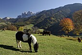 Val di Funes, Dolomites, Bolzano province, Trentino-Alto Adige, Italy, Europe