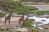 Masai giraffe (Giraffa camelopardalis), Masai Mara National Reserve, Kenya, East Africa, Africa