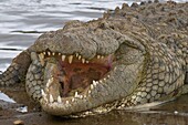 Nile crocodile (Crocodilus niloticus), Masai Mara National Reserve, Kenya, East Africa, Africa