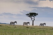 Common zebra (Equus quagga), Masai Mara National Reserve, Kenya, East Africa, Africa