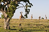 Cheetah (Acinonyx jubatus) and Masai giraffe (Giraffe camelopardalis), Masai Mara National Reserve, Kenya, East Africa, Africa