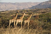 Giraffes (Giraffa camelopardalis), Ithala (Ntshondwe) Game reserve, KwaZulu Natal, South Africa, Africa