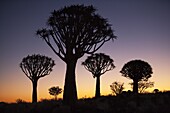 Quiver trees (Aloe dichotoma), Quiver tree forest silhouette, Keetmanshoop, Namibia, Africa