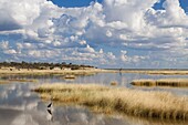 Etosha Pan after rains, Etosha National Park, Namibia, Africa