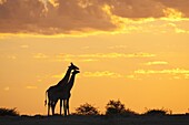 Giraffes (Giraffa camelopardalis), silhouetted at sunset, Etosha National Park, Namibia, Africa