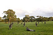 Eastern Grey Kangaroo, (Macropus giganteus), Anglesea, Great Ocean Road, Victoria, Australia