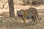 Bengal tiger, (Panthera tigris tigris), Bandhavgarh, Madhya Pradesh, India