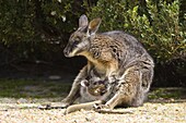 Tammar Wallaby, (Macropus eugenii), Flinders Chase N.P., Kangaroo Island, South Australia, Australia