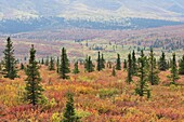 Tundra in fall colors, Denali National Park and Preserve, Alaska, United States of America, North America