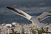 Cape gull (Larus vetula) landing, Lamberts Bay, Western Cape Province, South Africa, Africa
