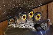 Four barn swallow (Hirundo rustica) chicks chirp as parent approaches nest with food, Custer State Park, South Dakota, United States of America, North America