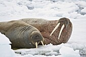 Two walruses (Odobenus rosmarus) on the ice, Sju¿yane Island, Svalbard Islands, Arctic, Norway, Europe
