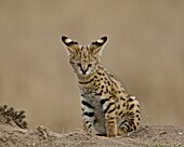 Serval (Felis serval) cub on termite mound showing the back of its ears, Masai Mara National Reserve, Kenya, East Africa, Africa
