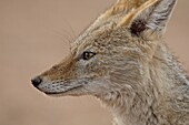 Black-backed jackal (silver-backed jackal) (Canis mesomelas), Kgalagadi Transfrontier Park, South Africa