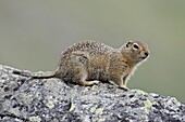Arctic ground squirrel (Parka squirrel) (Citellus parryi), Hatcher Pass, Alaska, United States of America, North America