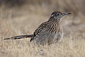 Greater Roadrunner (Geococcyx californianus), Bosque Del Apache National Wildlife Refuge, New Mexico, United States of America, North America