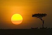 Sunset with an acacia on the horizon, Masai Mara Game Reserve, Kenya, East Africa, Africa