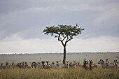 Burchell's zebras (Equus burchelli)  and topi (Damaliscus korrigum) , Masai Mara National Reserve, Kenya, East Africa, Africa