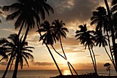 Palm trees at sunset, Dominican Republic, West Indies, Caribbean, Central America