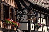 Timbered buildings in street, Turckheim, Haut-Rhin, Alsace, France, Europe