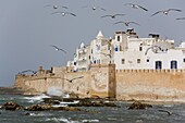 View of the ramparts of the Old City from the Port, Essaouira, Morocco, North Africa, Africa