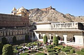 Garden, Amber Fort Palace with Jaigarh Fort or Victory Fort above, Jaipur, Rajasthan, India, Asia