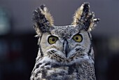 Close-up of a greeat horned owl, Bubo Virginiarius, Colorado, United States of America, North America