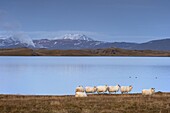 Icelandic sheep on the shores of Lake Myvatn, Mount Hlidarfjall, 771m, visible in the distance, near Skutustadir, northern area, Iceland, Polar Regions
