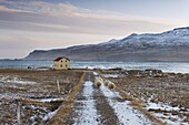 Yellow  house and sheep at Os near Bakkagerdi in Borgarfjordur Eystri fjord, East Fjords, Iceland, Polar Regions
