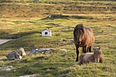 Horses, stallion and foal, Sandoy island, Faroe Islands, Denmark, Europe