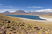 Laguna Miscanti at an altitude of 4300m and the peak of Cerro Miscanti at 5622m,  Los Flamencos National Reserve,  Atacama Desert,  Antofagasta Region,  Norte Grande,  Chile,  South America