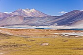 The altiplano at an altitude of over 4000m looking over the salt lake Laguna de Tuyajto,  Los Flamencos National Reserve,  Atacama Desert,  Antofagasta Region,  Norte Grande,  Chile,  South America