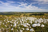 Cotton grass growing on the moorland at Dunkery Hill,  Exmoor National Park,  Somerset,  England,  United Kingdom,  Europe
