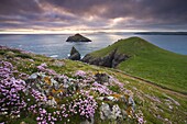 Sea thrift (Armeria maritima) growing on the Cornish clifftops at The Rumps,  looking towards The Mouls,  England,  United Kingdom,  Europe