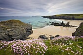Sea thrift growing on the Cornish clifftops above Porthcothan Bay,  Cornwall,  England,  United Kingdom,  Europe