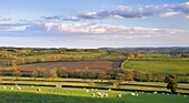 Sheep grazing in rolling green fields near Morchard Bishop,  Devon,  England,  United Kingdom,  Europe