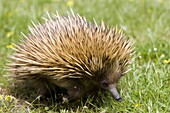 Echidna (Tachyglossus aculeatu), Kangaroo Island, South Australia, Australia, Pacific