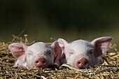 Domestic Pig, Huellhorst, Germany