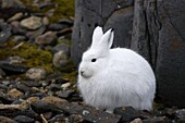 Snow hare, Lepus americanus, Churchill, Manitoba, Canada, North America