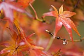 Maple leaves, Kyoto, Kansai (Western Province), Honshu, Japan, Asia