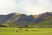 Sheep, Wanaka, Central Otago, South Island, New Zealand, Pacific