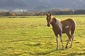 Horse on pasture, Hanmer Springs, Canterbury, South Island, New Zealand, Pacific
