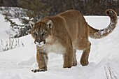 Mountain lion or cougar (Felis concolor) in snow, near Bozeman, Montana, United States of America, North America