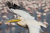 Great white pelican (Eastern white pelican) (Pelecanus onocrotalus), Lake Nakuru National Park, Kenya, East Africa, Africa