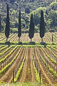 Vineyard and cypress trees, San Antimo, Tuscany, Italy, Europe